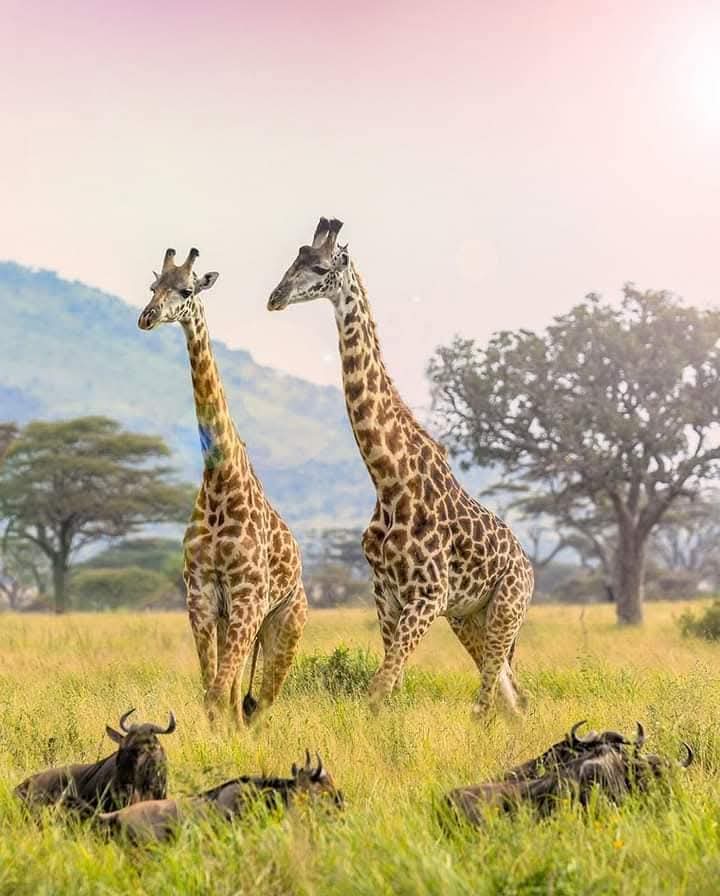 Eugen Tanzania Safaris