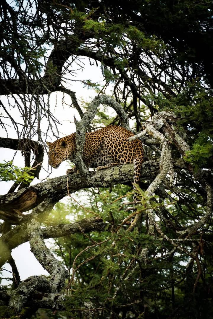 Tanzania