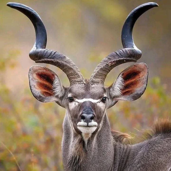 Arusha National Park Day Tour