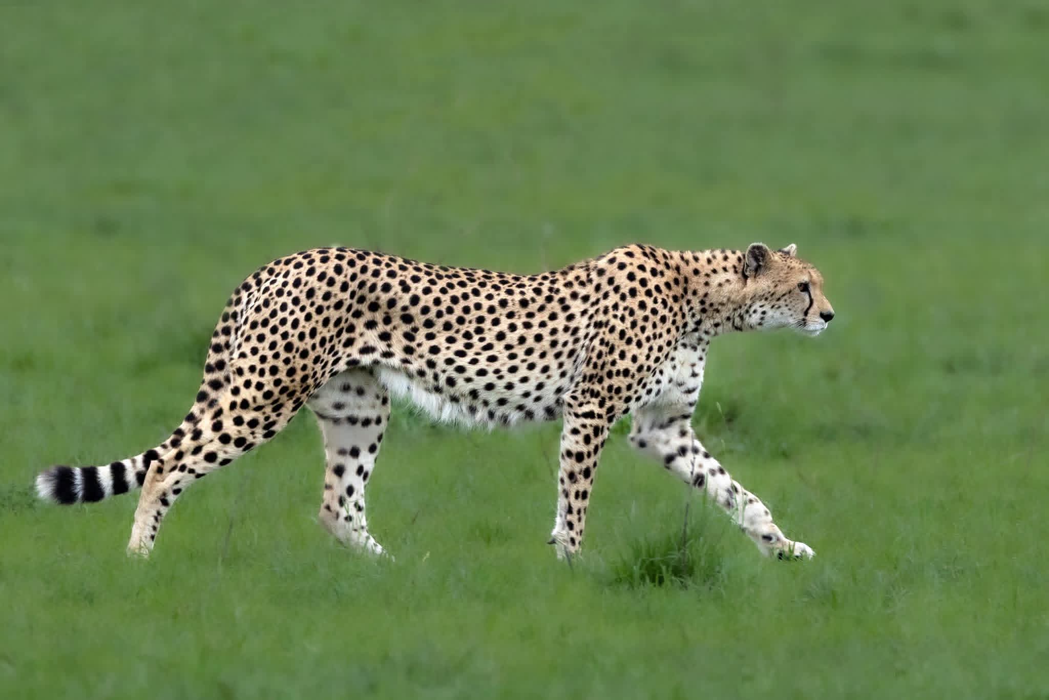 8 Days Tanzania Budget Camping Safari