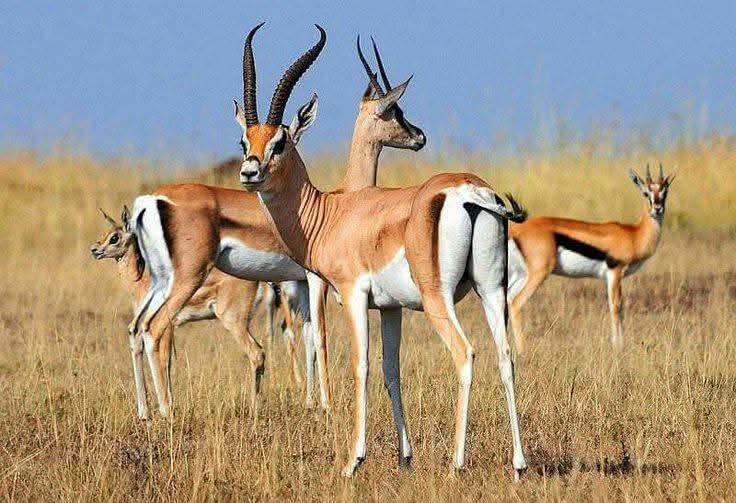 Serval Wildlife Sanctuary Day Trip