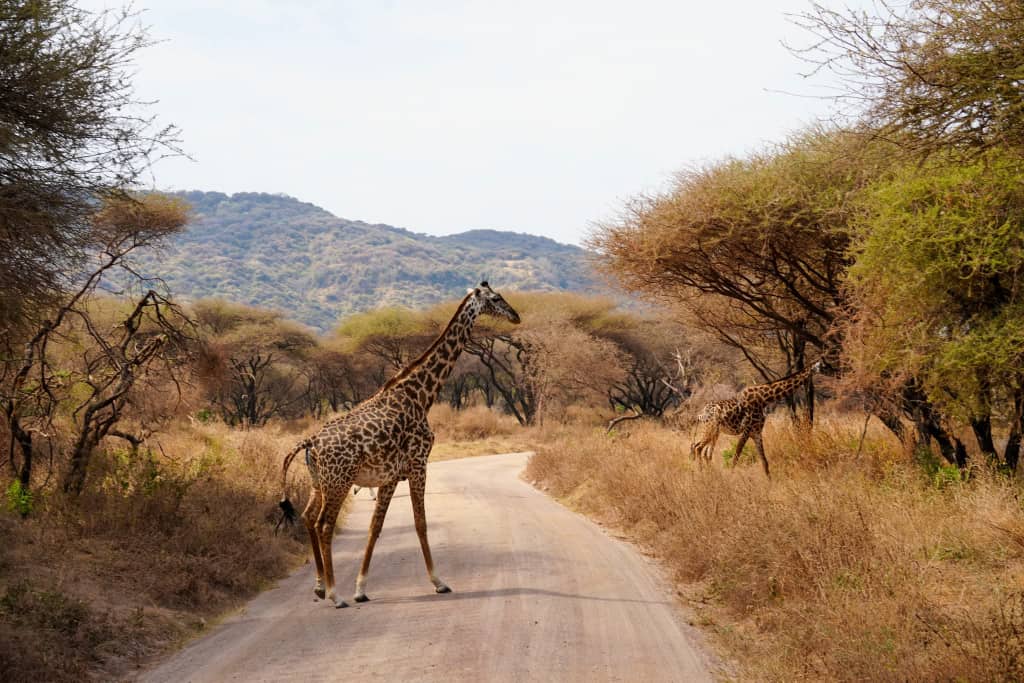 2 - 4 Days Short Safaris