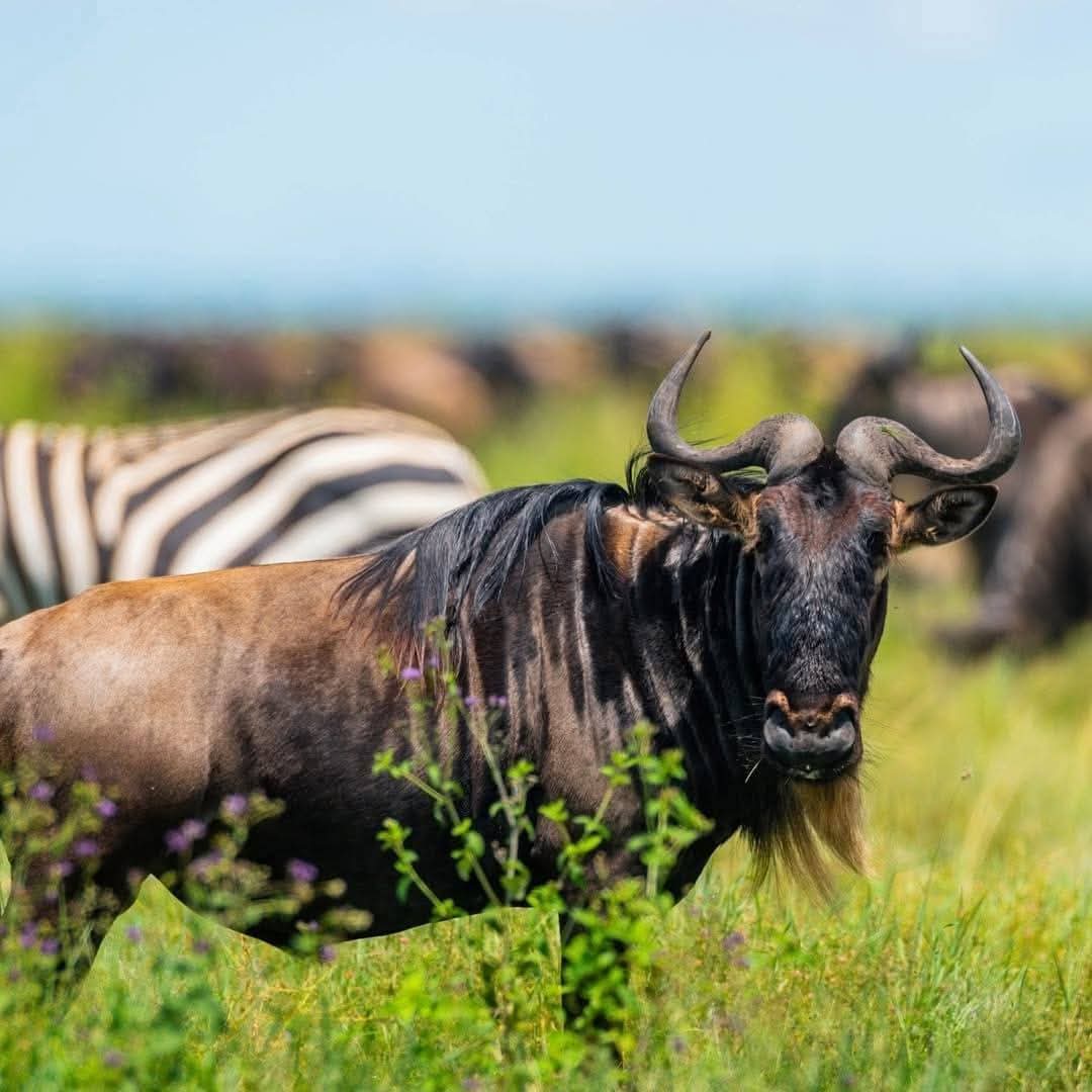 Ngorongoro Day Trip