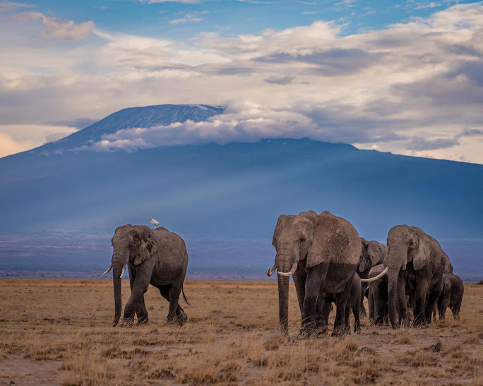 3 Days Amboseli Safari