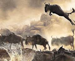 5 Days Mara Migration Special