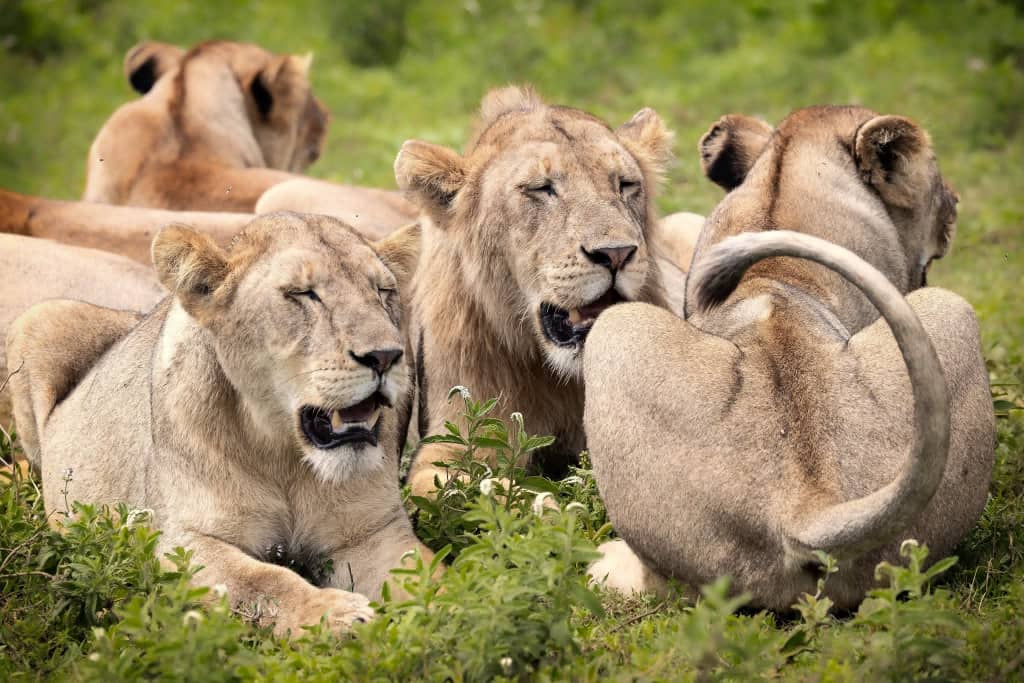 Lake Manyara Day Trip