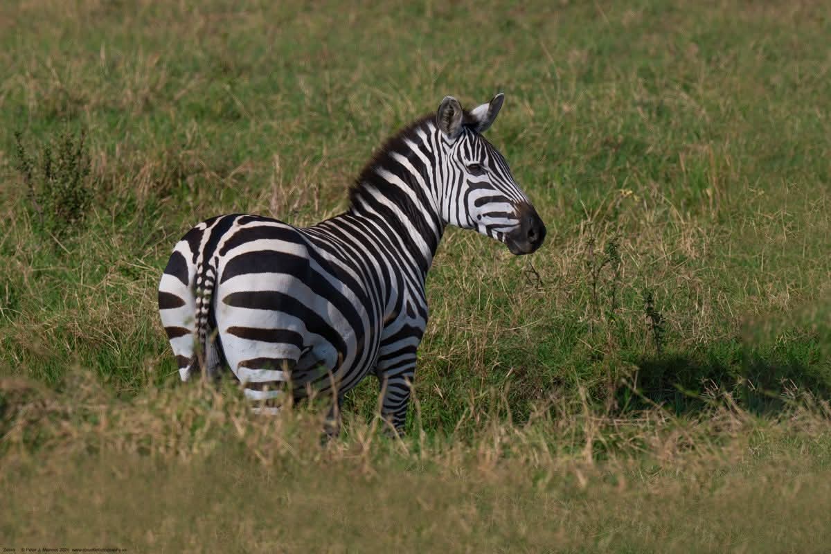 Serval Wildlife Sanctuary Day Trip